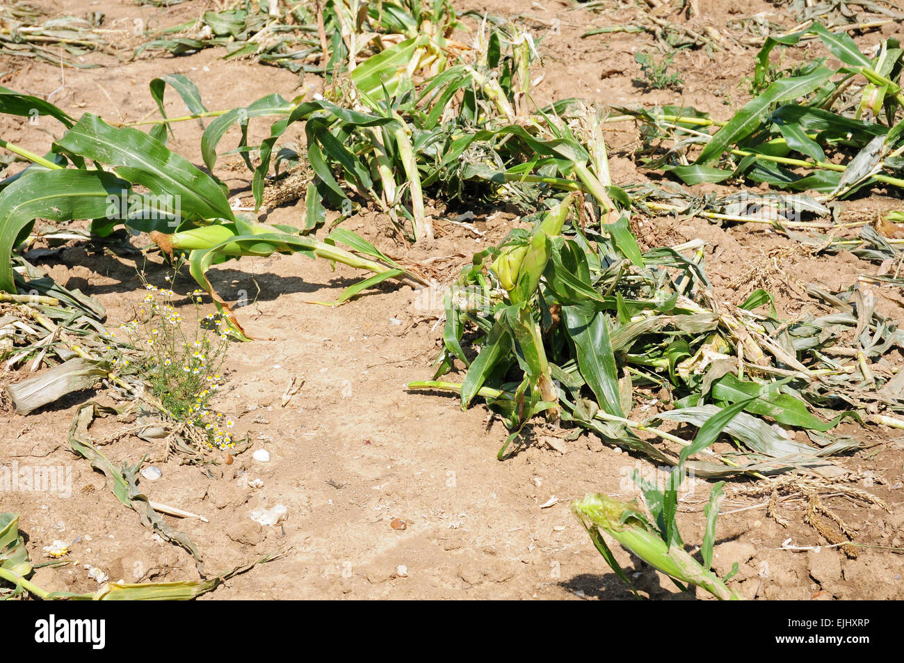 Sweet corn cobs left on field after harvesting. Poor combining. Stock Photo