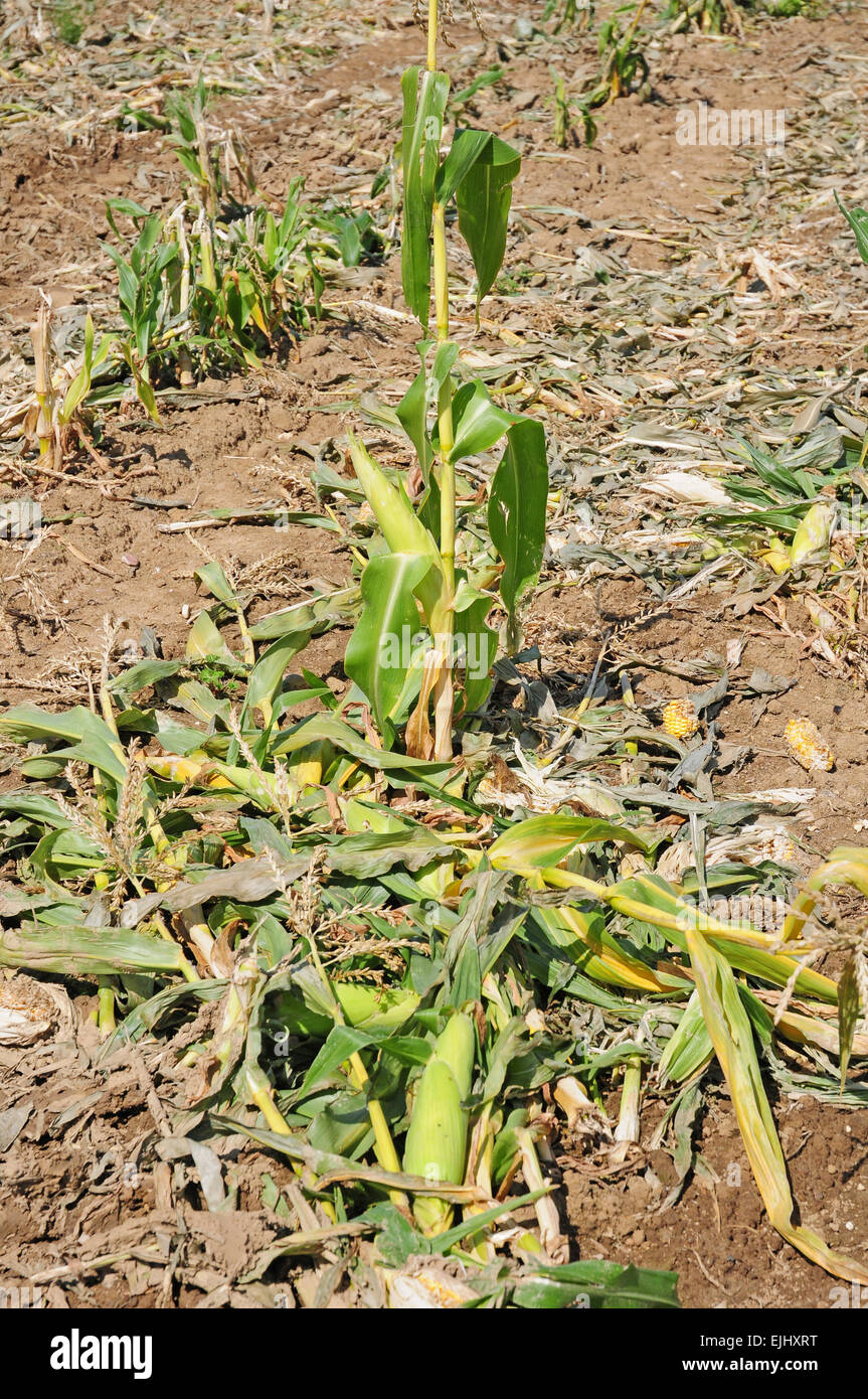 Sweet corn cobs left on field after harvesting. Poor combining. Stock Photo