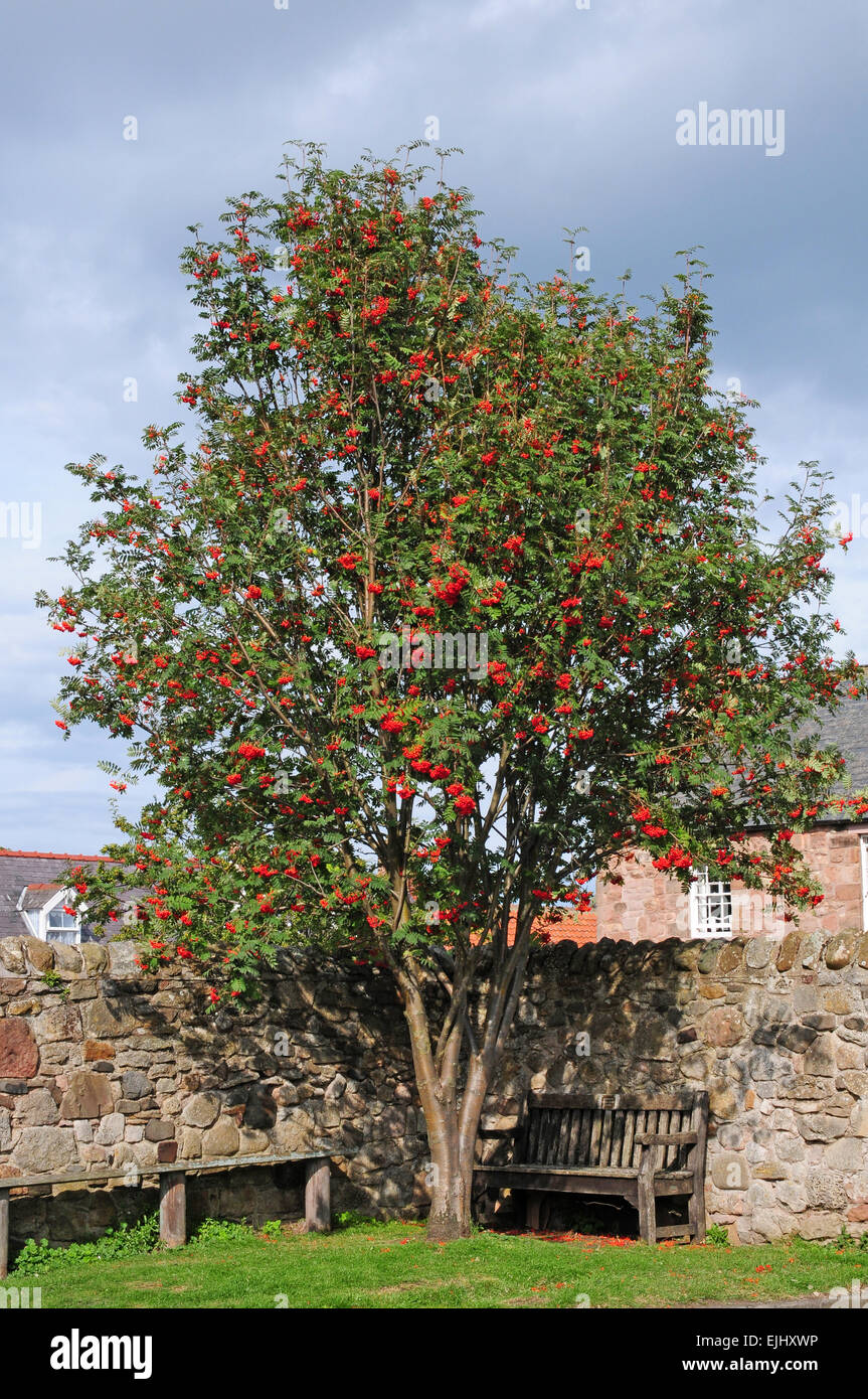 Rowan or Mountain Ash Tree Sorbus aucuparia laden with berries. Stock Photo