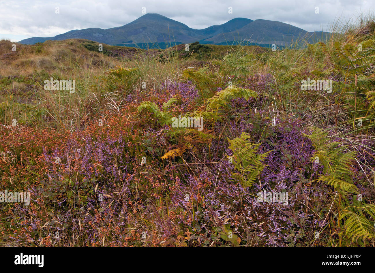 Slieve Donard Mountain from Murlough Nature Reserve, Northern Ireland Stock Photo
