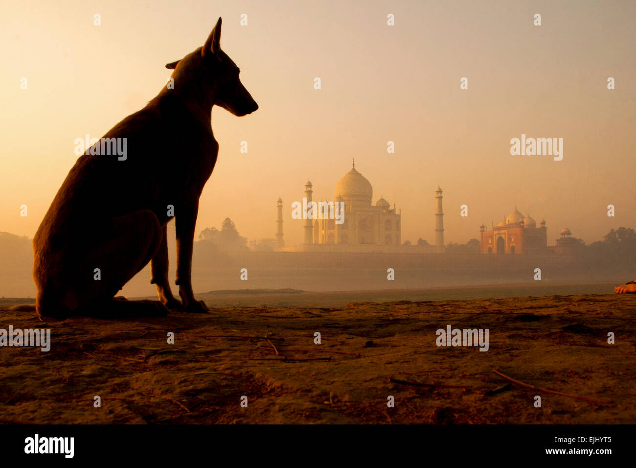 India stray dogs outside the Taj Mahal at sunrise Stock Photo Alamy