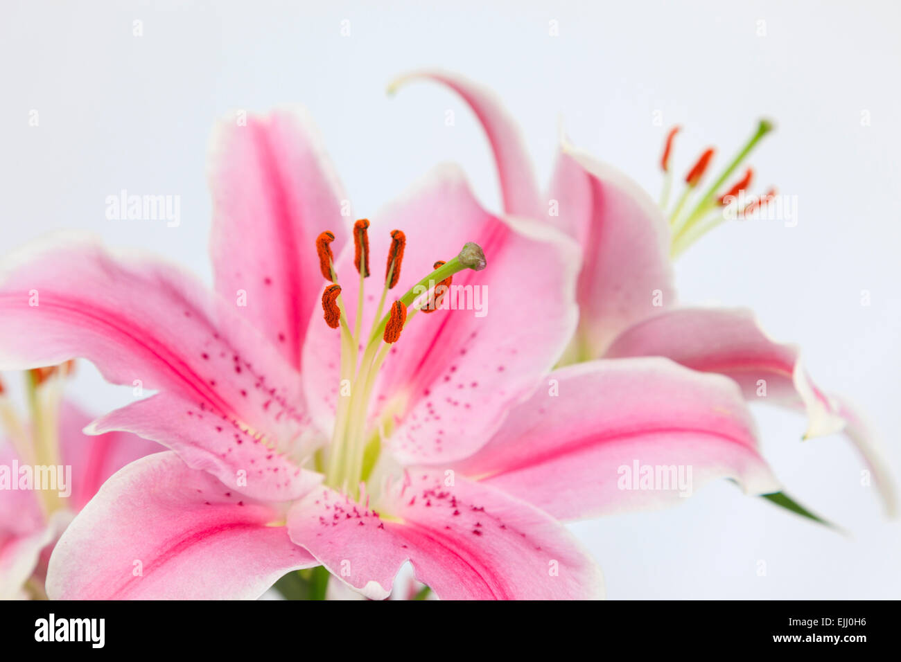 Pink Lily flowers in close-up focused on the anthers on a plain white background. Stock Photo