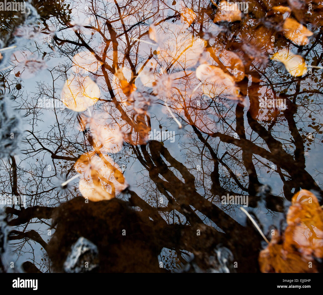 Tree reflected in rain puddle hi-res stock photography and images - Alamy