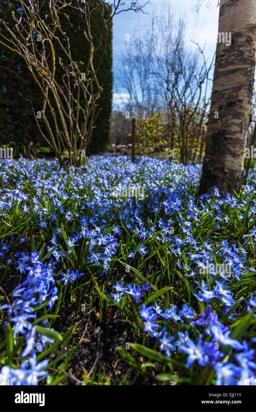 Chionodoxa Stock Photo: 80301255 - Alamy