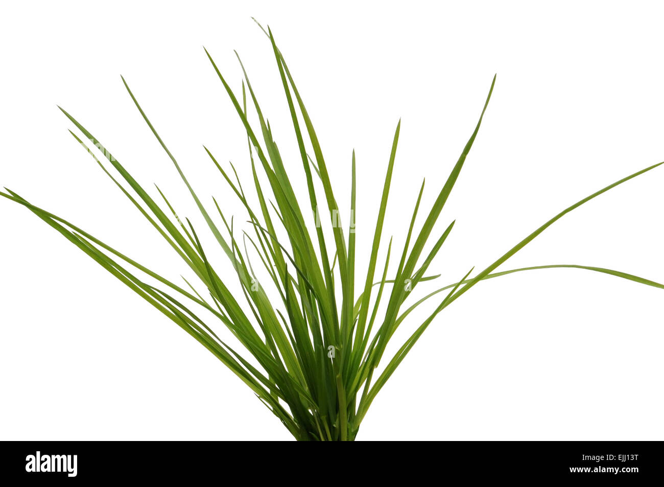Tuft of grass on white background Stock Photo - Alamy