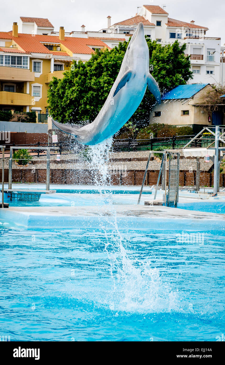 A dolphin in a show Stock Photo