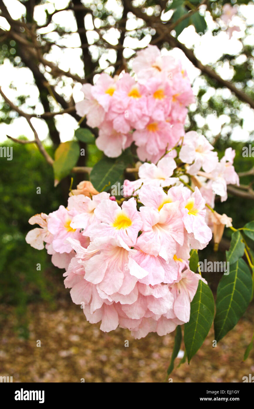 Tebebuia Flower (Pink trumpet) blooming, Tabebuia rosea Stock Photo