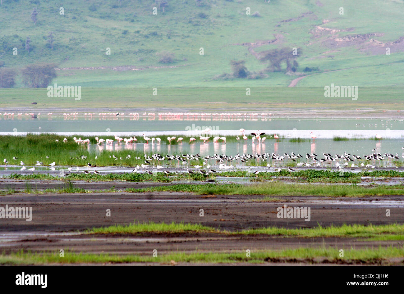 Water birds, Lesser Flamingos and Stilts, The salt lake in the Ngorongoro crater Stock Photo