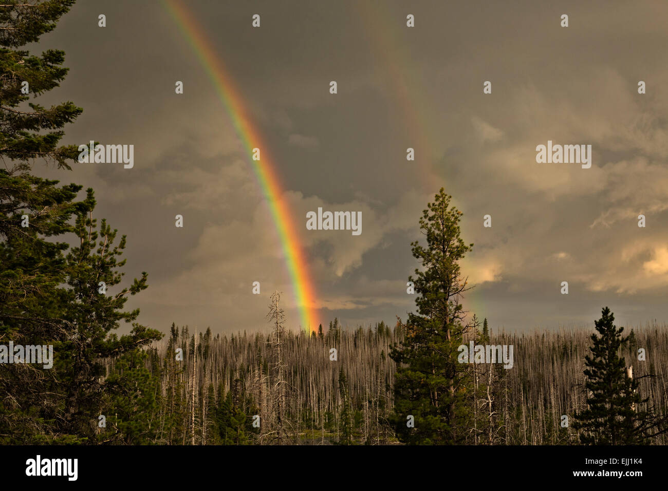 OR01790-00...OREGON - A rainbow over a burnt forest around Jack Lake in the Deschutes National Forest. Stock Photo