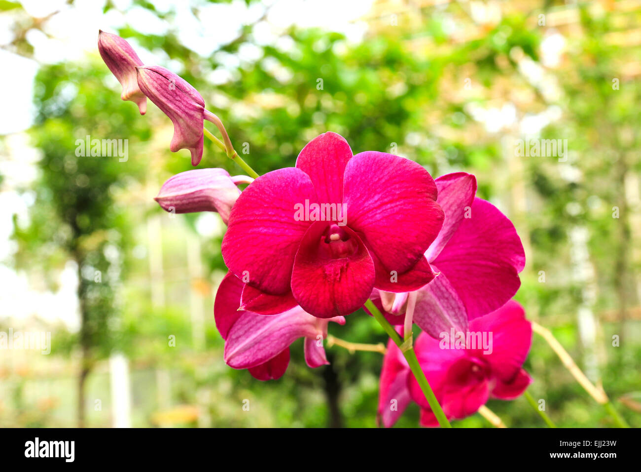 Orchids in Thailand Stock Photo