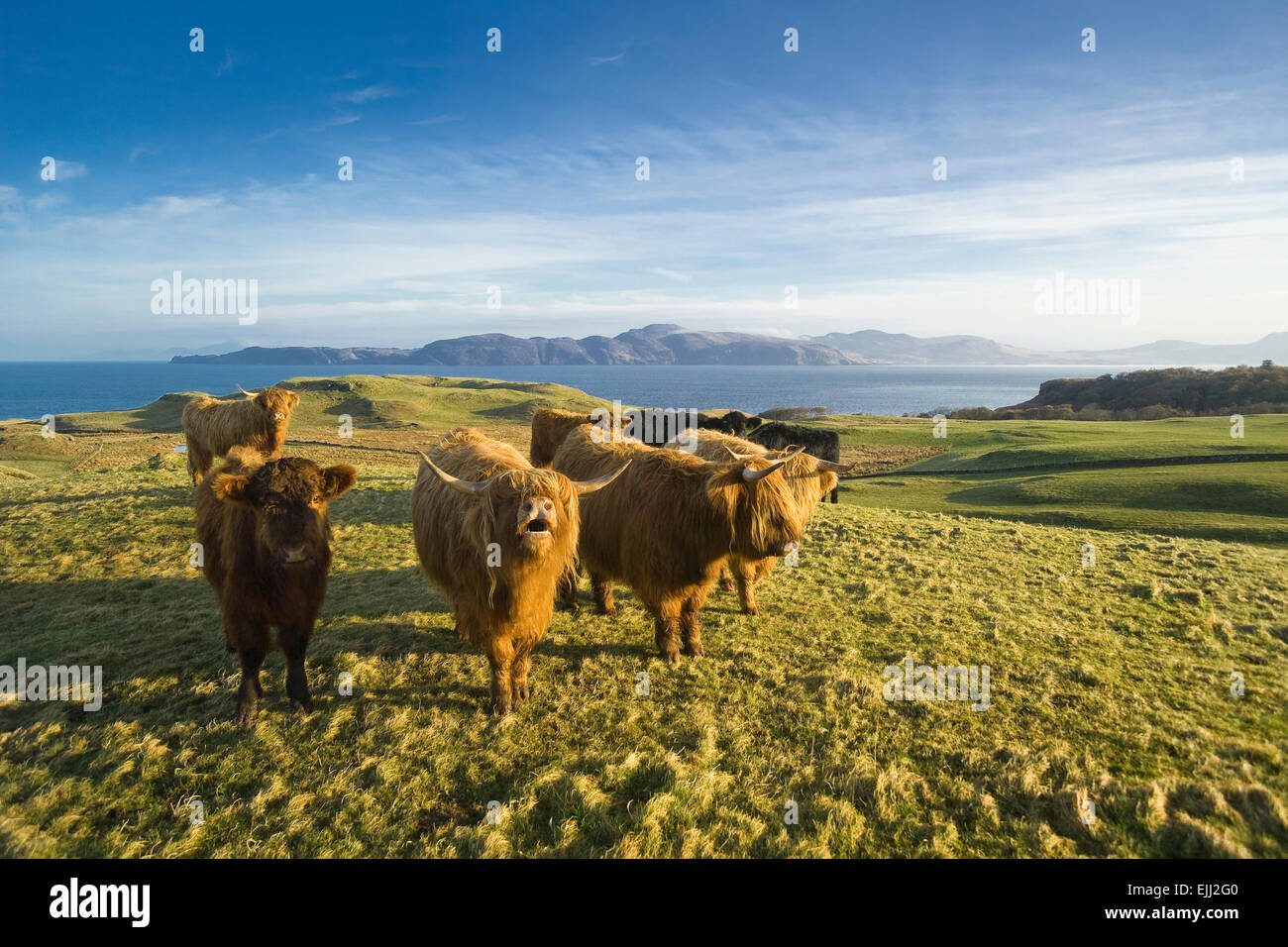 highland cattle at glengorm isle of mull Stock Photo