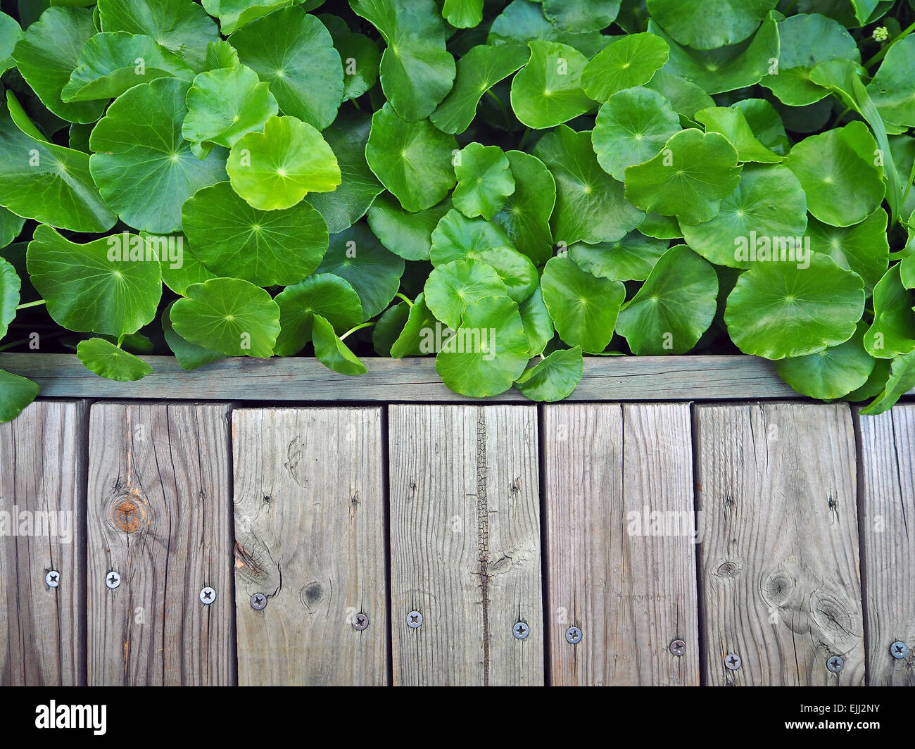 Wood Walkway and Asiatic Pennywort, Centella Asiatica Stock Photo
