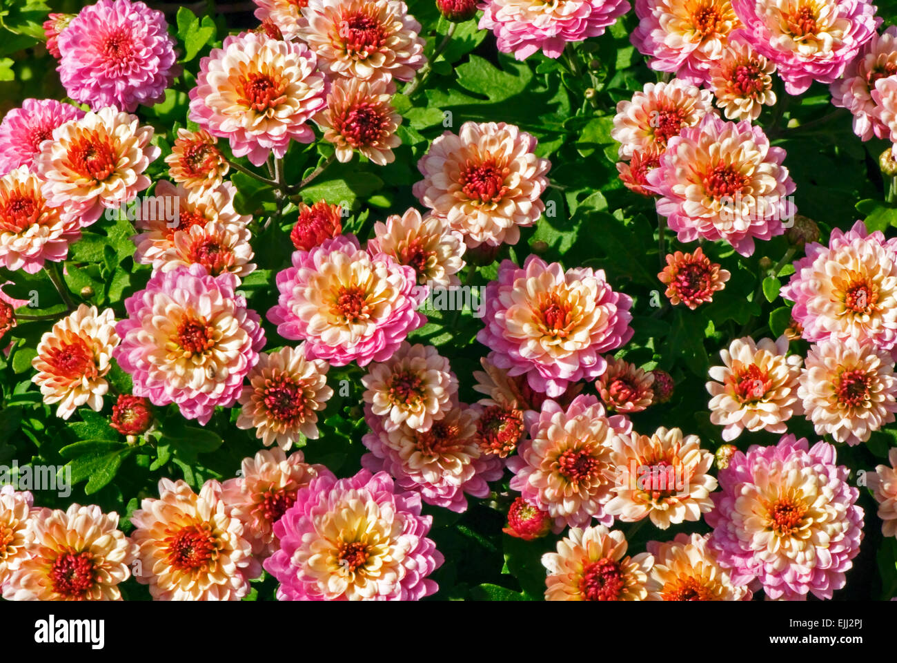 A group of orange and pink chrysanthemums bask in the bright sunlight of a fall day. Stock Photo