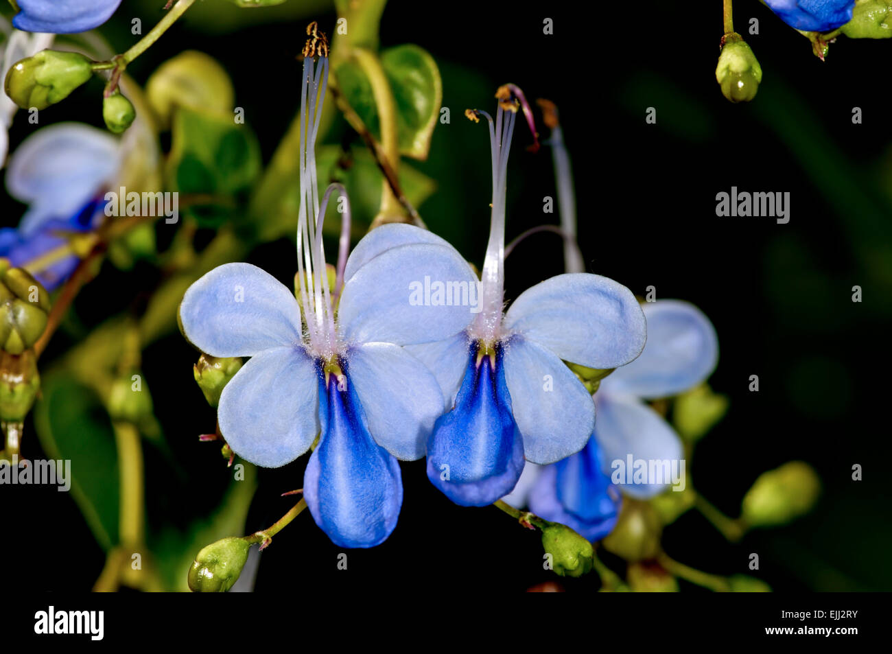 Pale royal light blue hi-res stock photography and images - Alamy