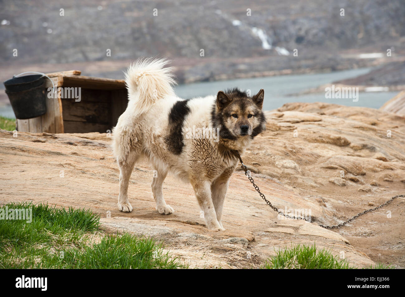 SISIMIUT,QEQQATA / GREENLAND JUNE 12 Greenland dog on a chain