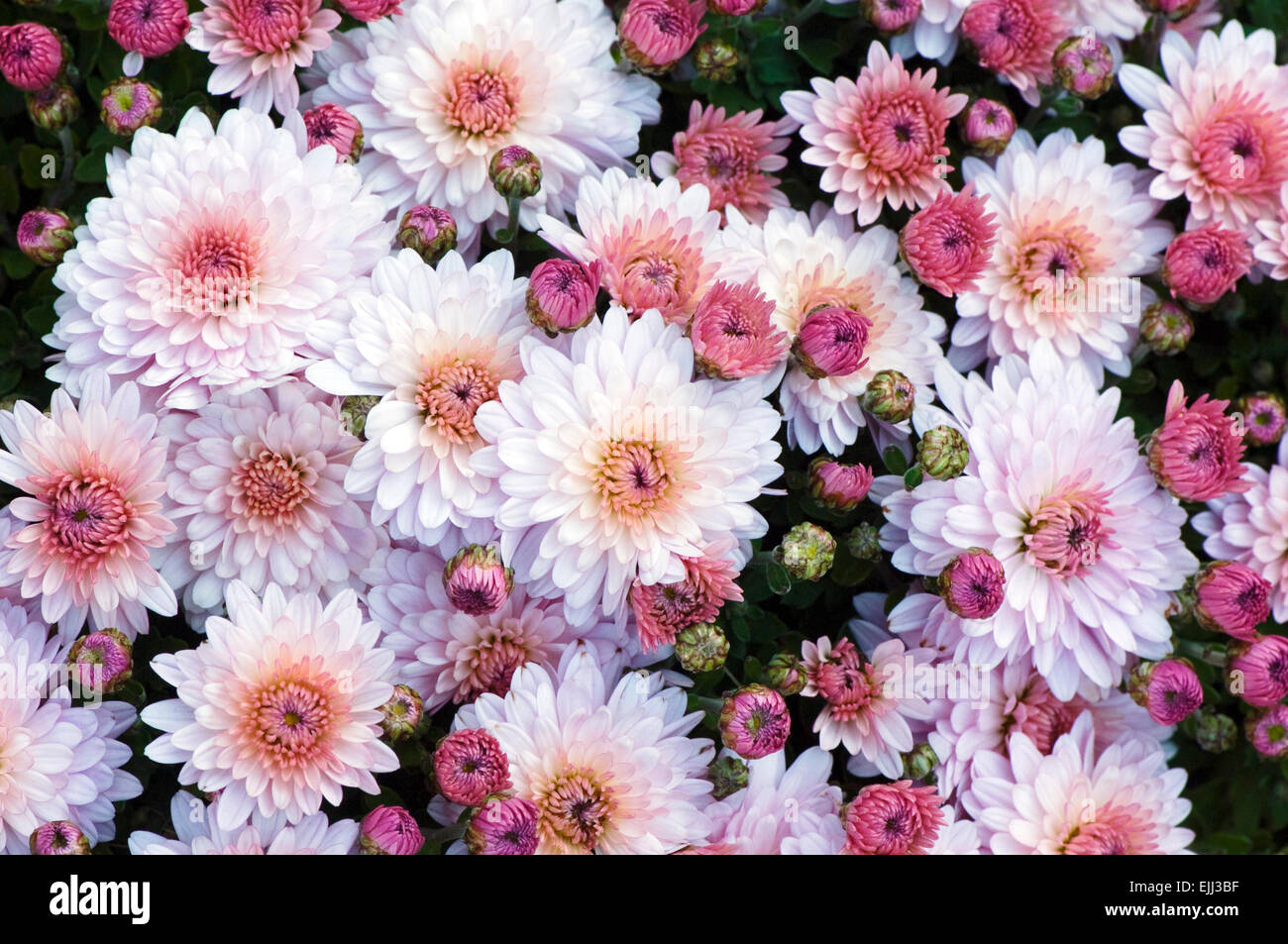 A group of pink and white chrysanthemums blooming in the fall. Stock Photo