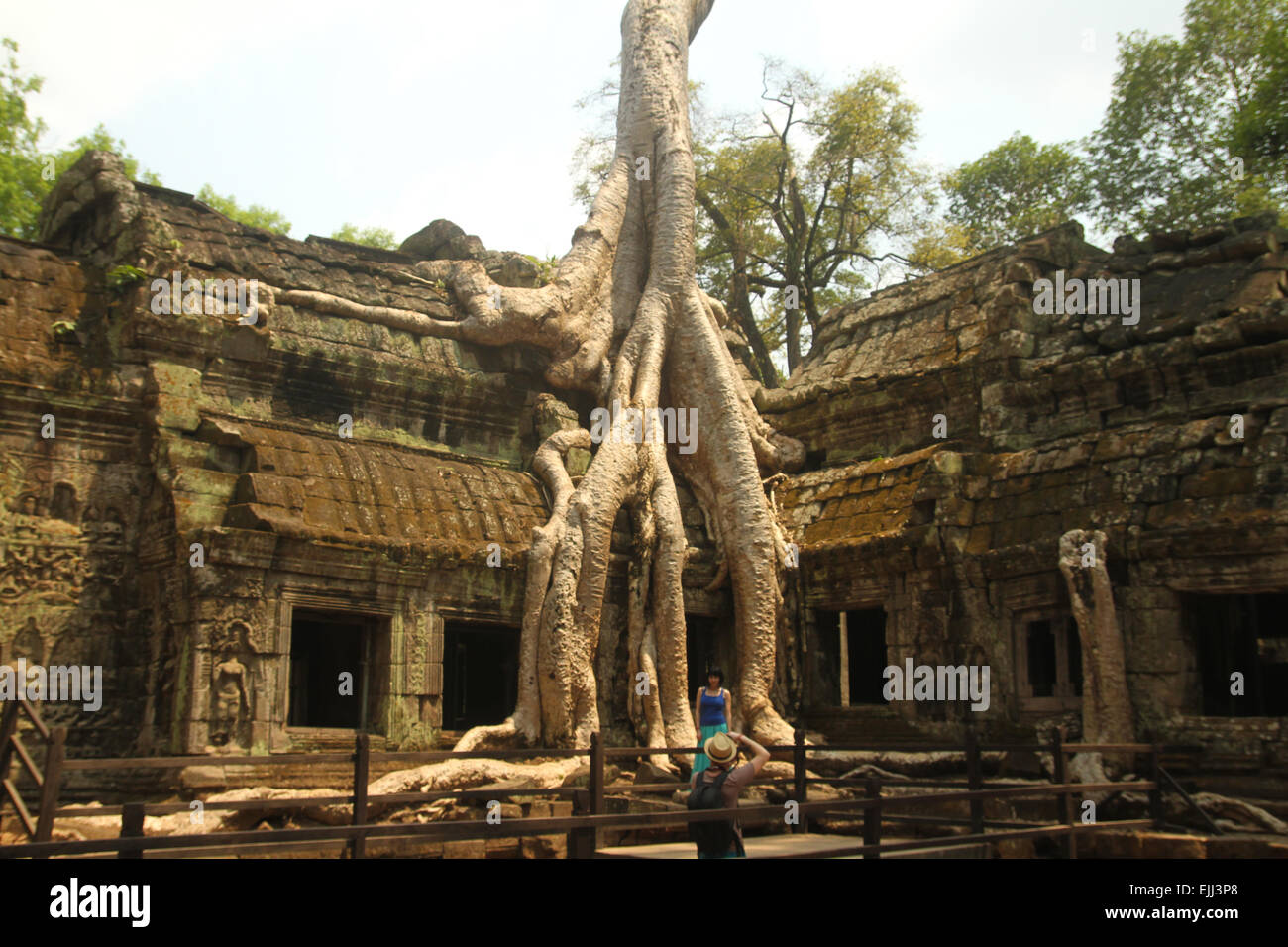 Tourist seem by the 'tomb raider' tree at the Ta Prohm temple in Siam Reap, Cambodia. Credit: David Mbiyu/ Alamy Live News Stock Photo