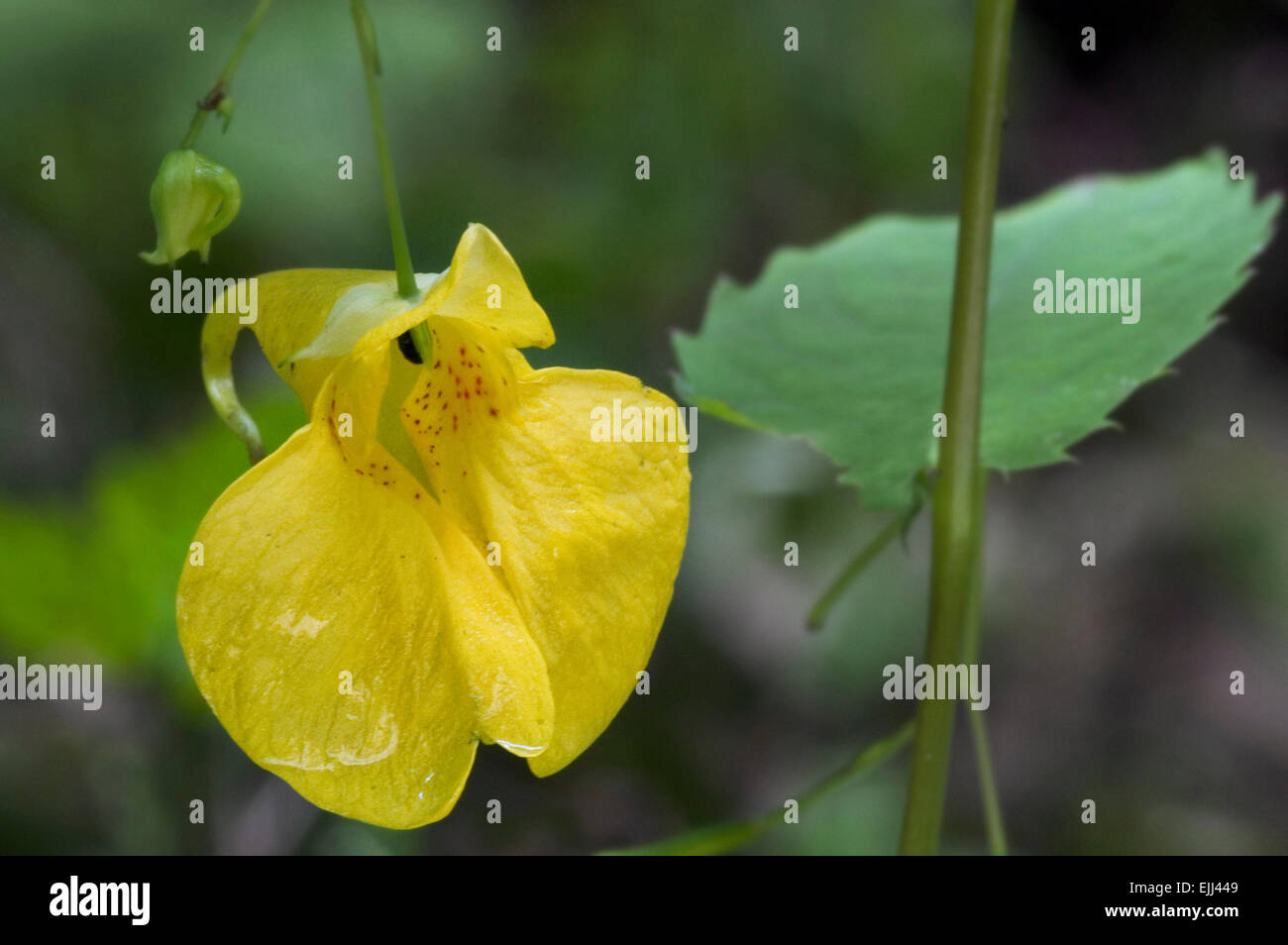 Touch-me-not Balsam / yellow balsam / jewelweed / wild balsam (Impatiens noli-tangere) in flower Stock Photo