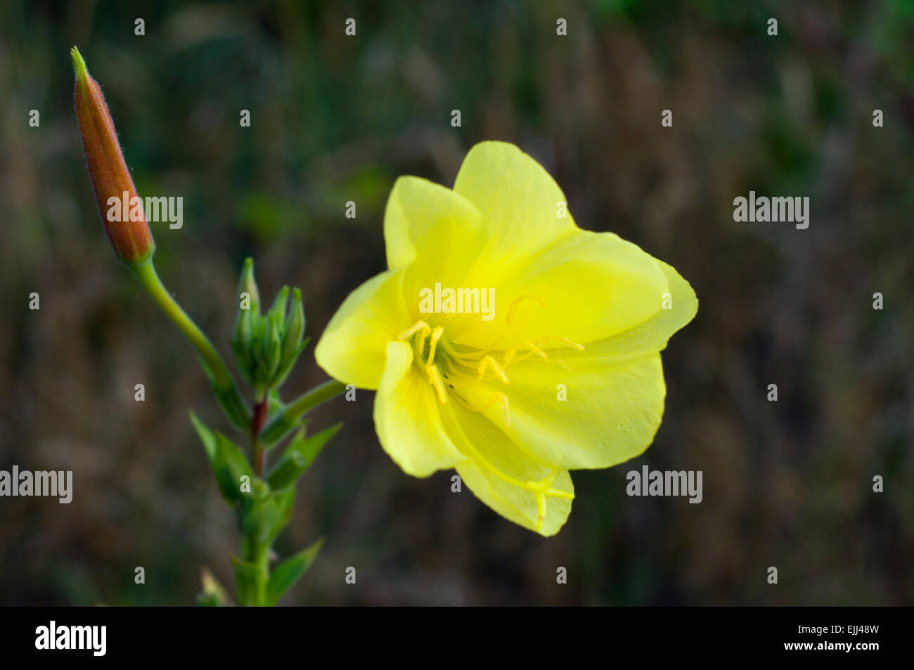 Large-flowered evening-primrose (Oenothera glazioviana / Oenothera erythrosepala) in flower Stock Photo