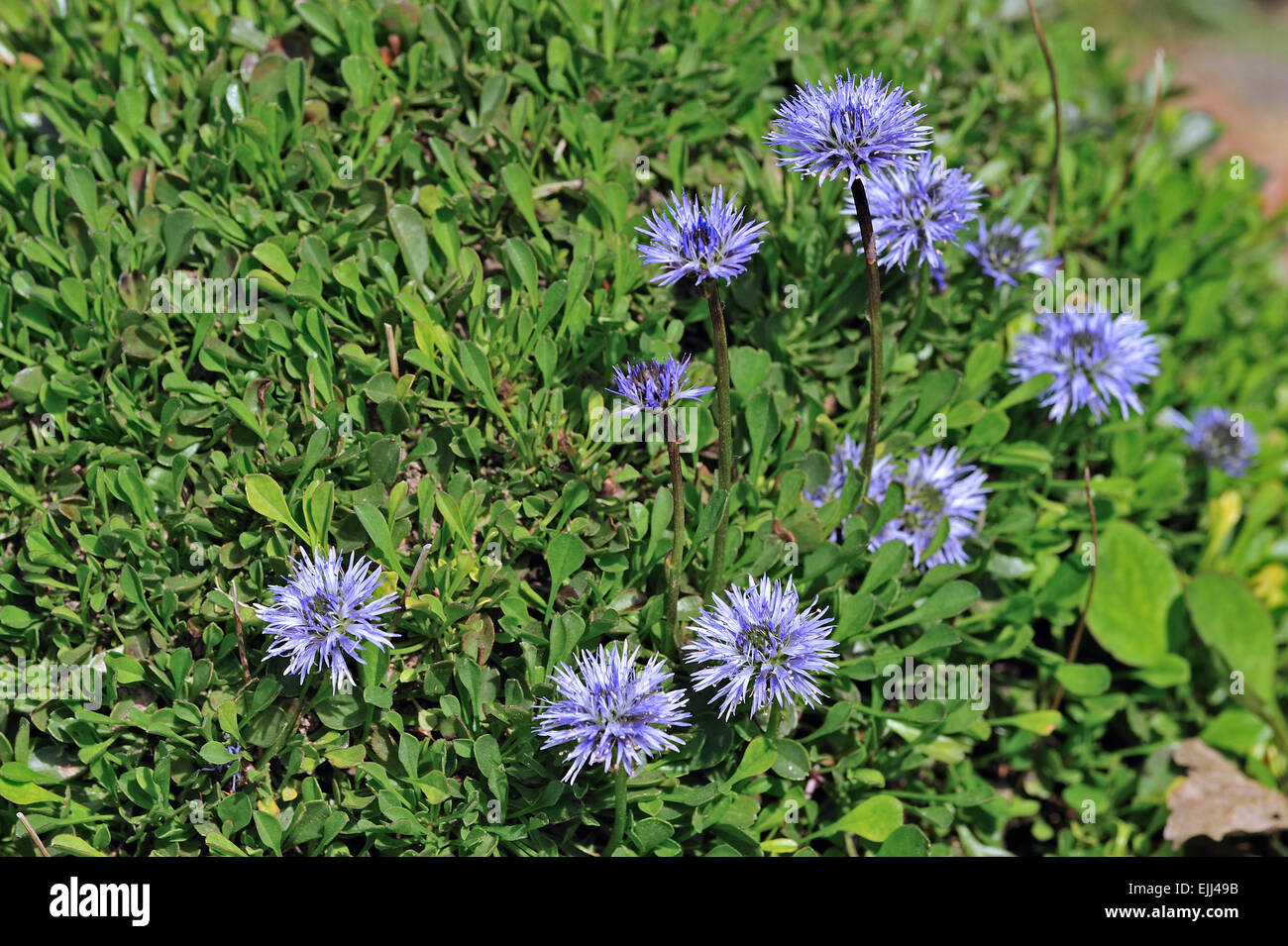 Heart-leaf globe daisy / Heart-leaved globe daisies (Globularia cordifolia) in flower, native to the Alps and Pyrenees Stock Photo