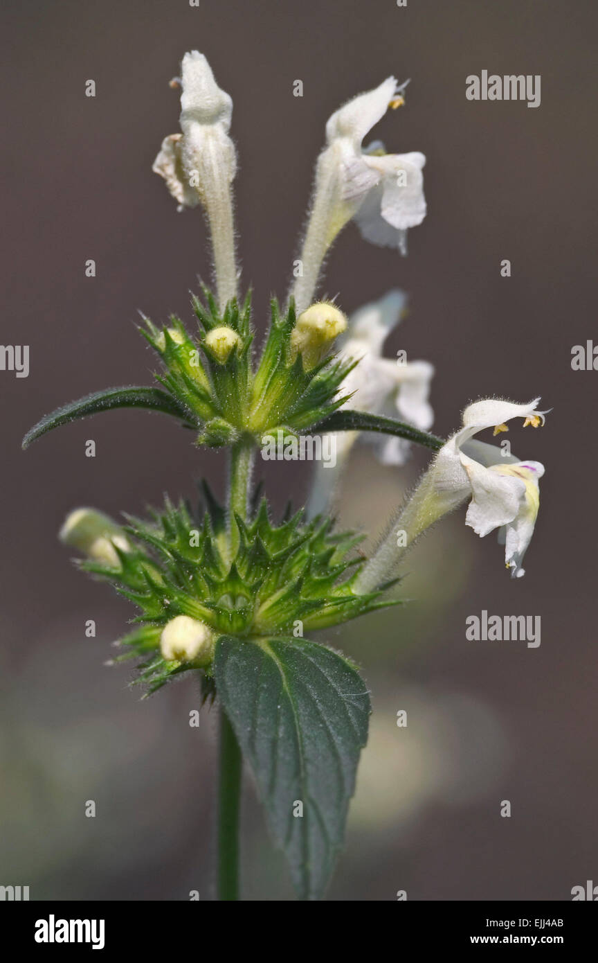 Downy hemp-nettle (Galeopsis segetum) in flower Stock Photo