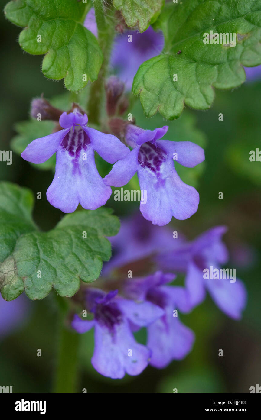 Ground ivy / creeping charlie / alehoof (Glechoma hederacea) in flower Stock Photo