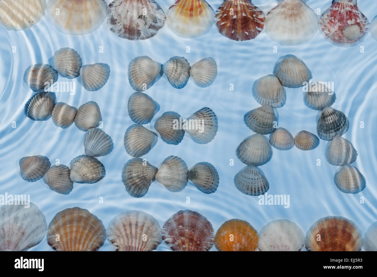 Word sea made of seashells under water, as background Stock Photo - Alamy