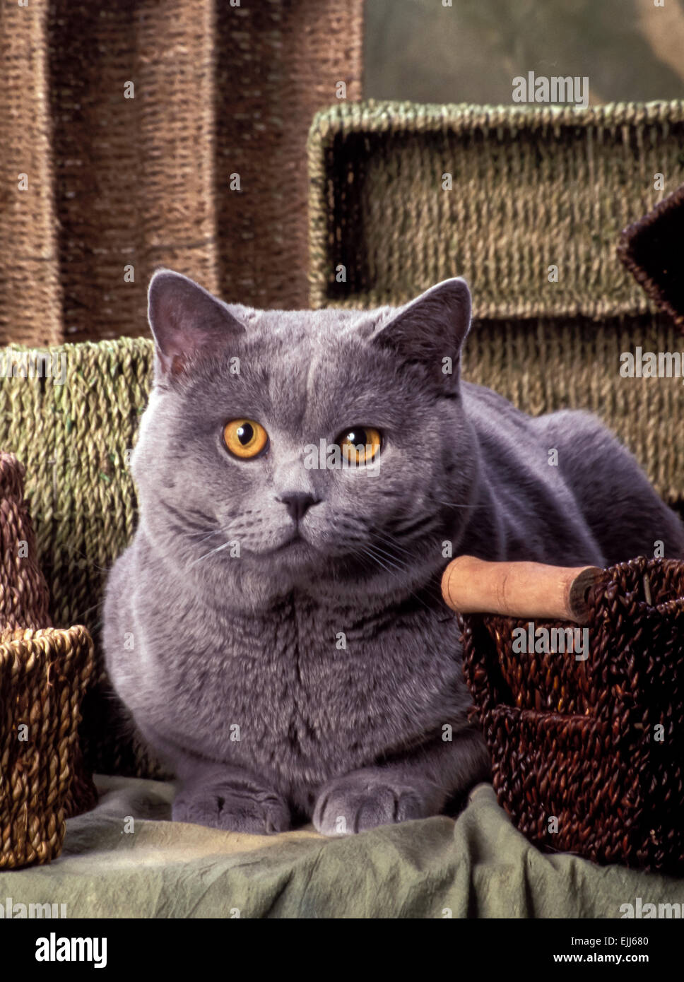british short hair cat Stock Photo - Alamy