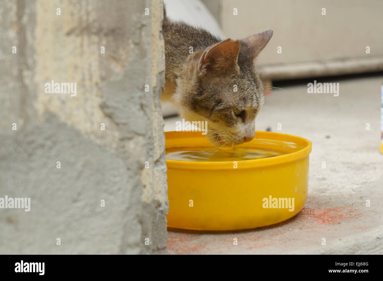 cat animal drinking water mammals sick Stock Photo