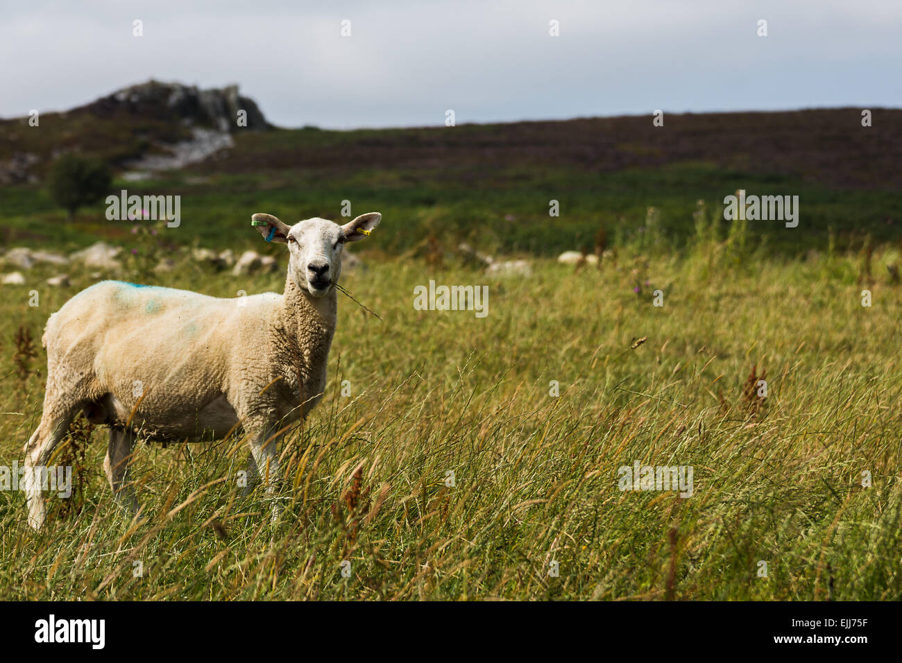 Sheep eating grass on the hills of Shropshire Stock Photo - Alamy