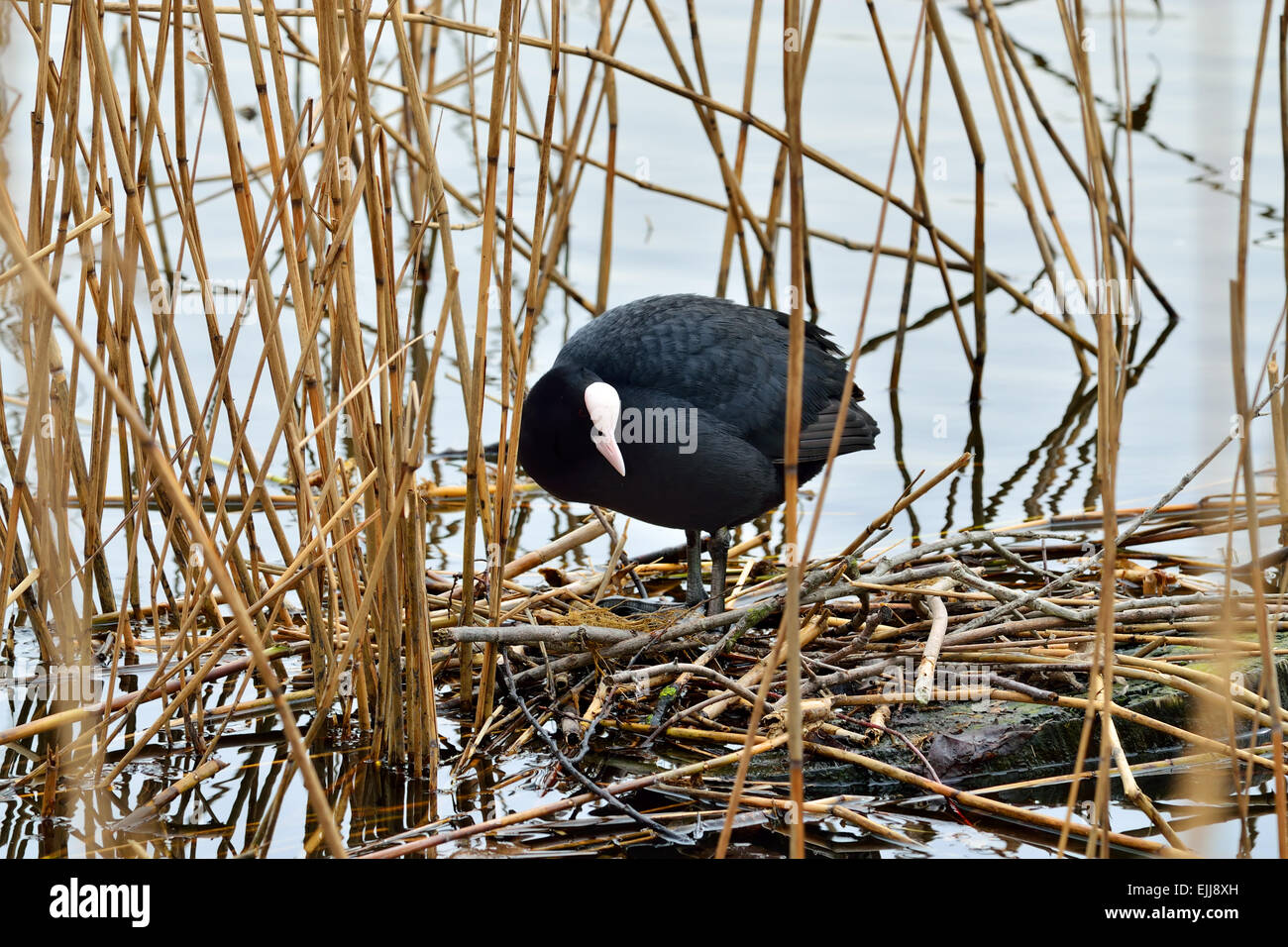 Which bird makes the most beautiful nest hires stock photography and