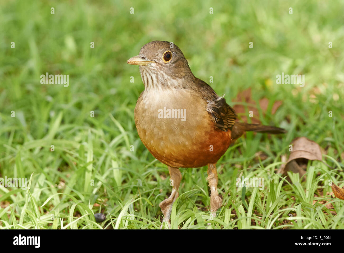 Rufous-bellied Thrush on the ground Stock Photo