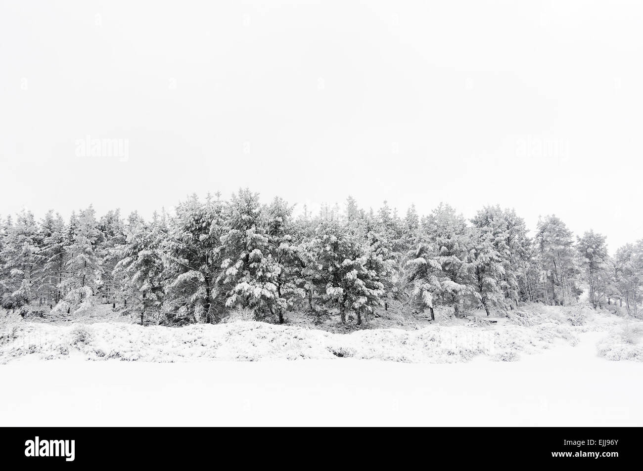 winter landscape with snowy frozen trees Stock Photo - Alamy