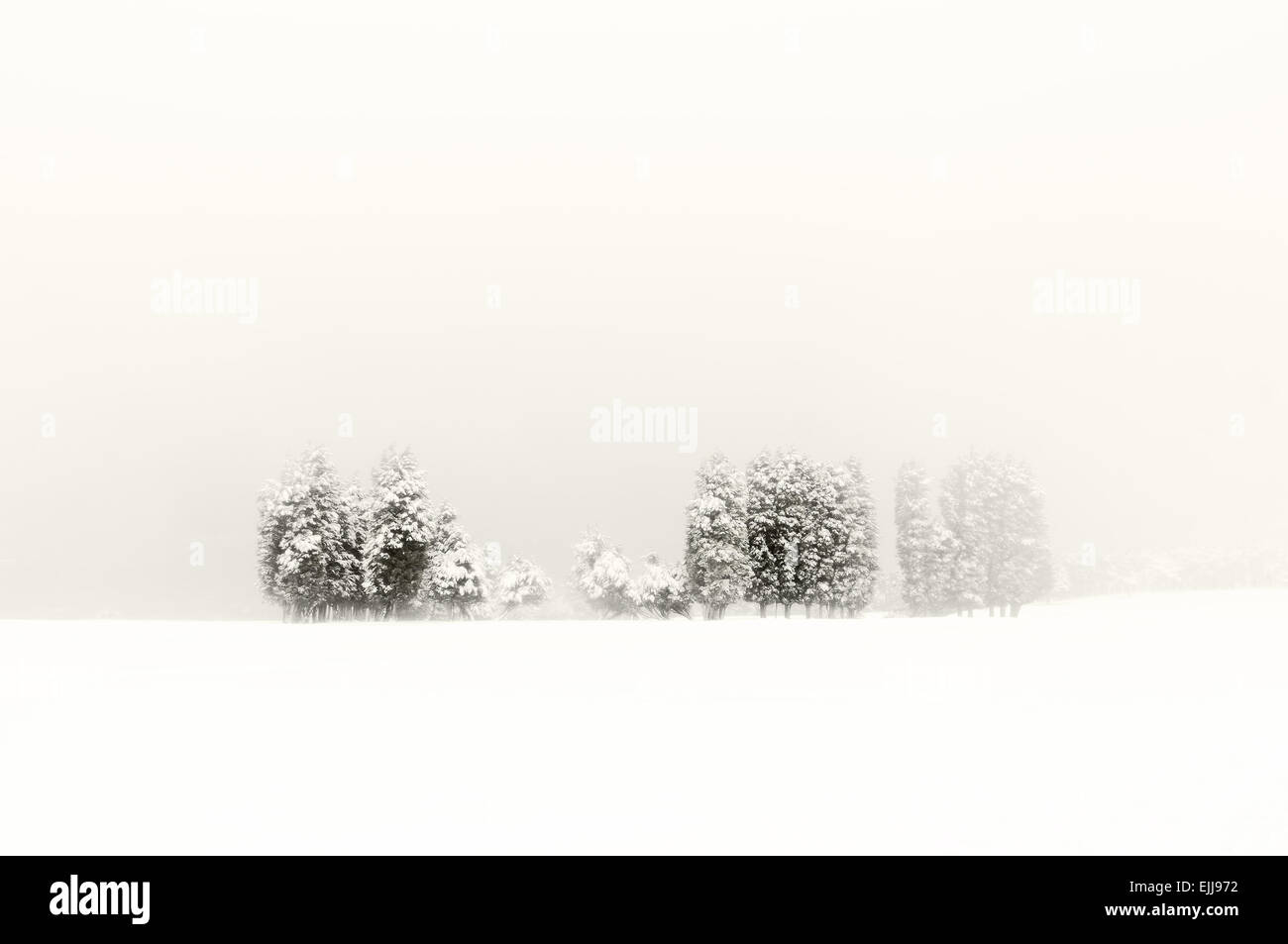 winter landscape with snowy trees and blizzard Stock Photo - Alamy