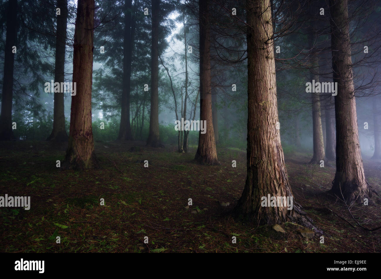 landscape of dark forest with fog Stock Photo - Alamy