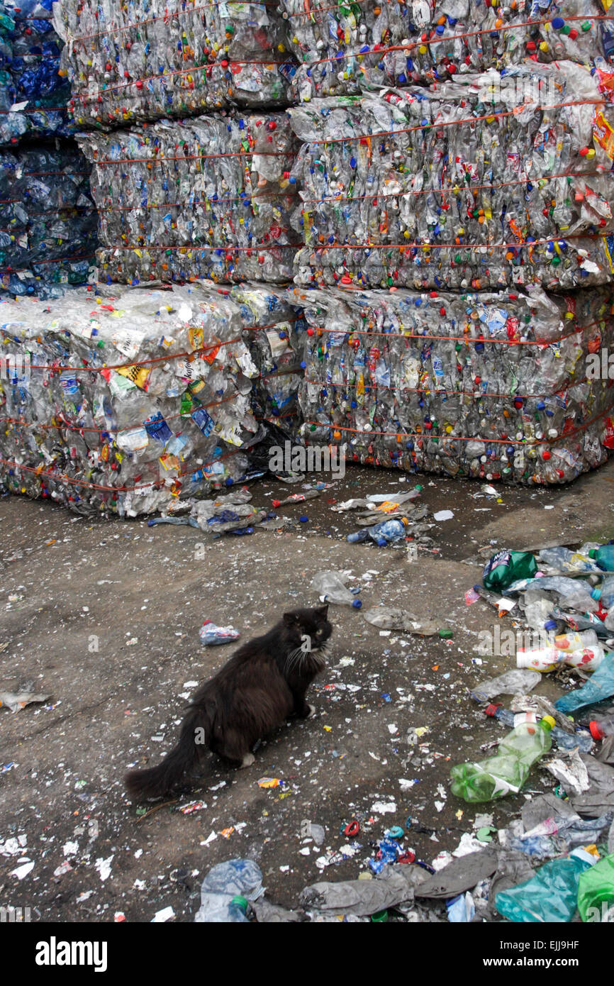 Flattened animal hires stock photography and images Alamy