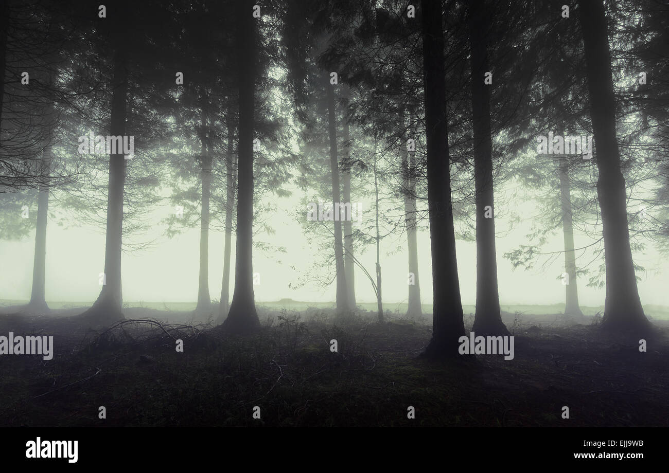 Dark creepy foggy forest hi-res stock photography and images - Alamy