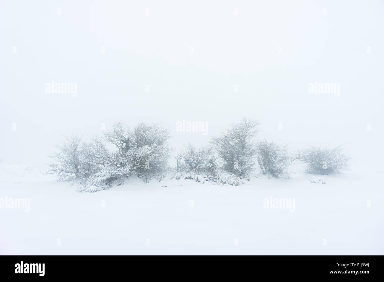 high key winter landscape with trees Stock Photo