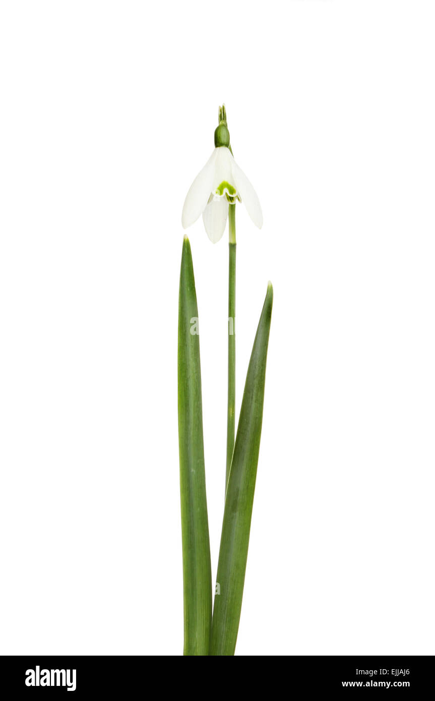 Snowdrop flower and leaves isolated against white Stock Photo