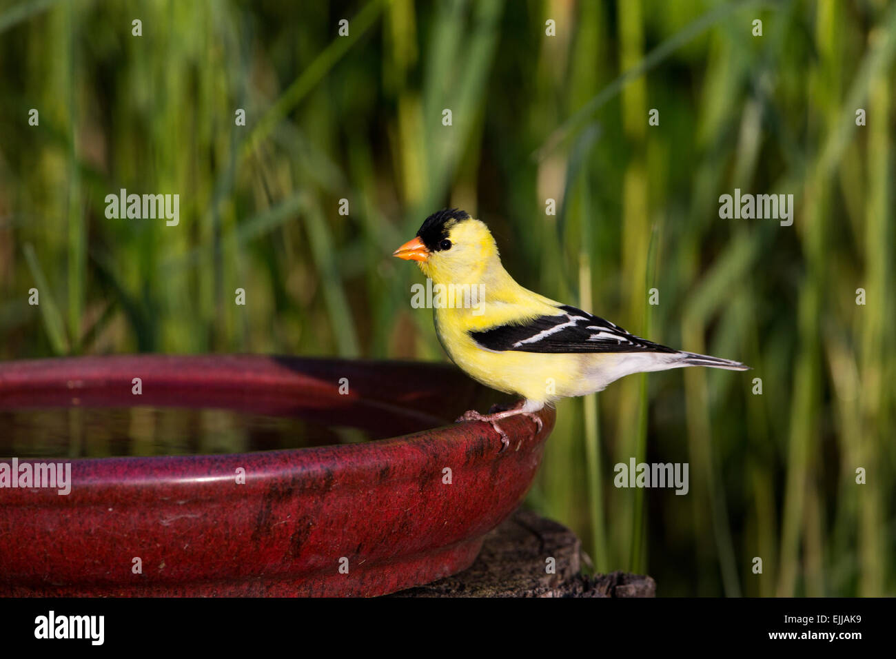 Male American goldfinch perched on a bird bath Stock Photo