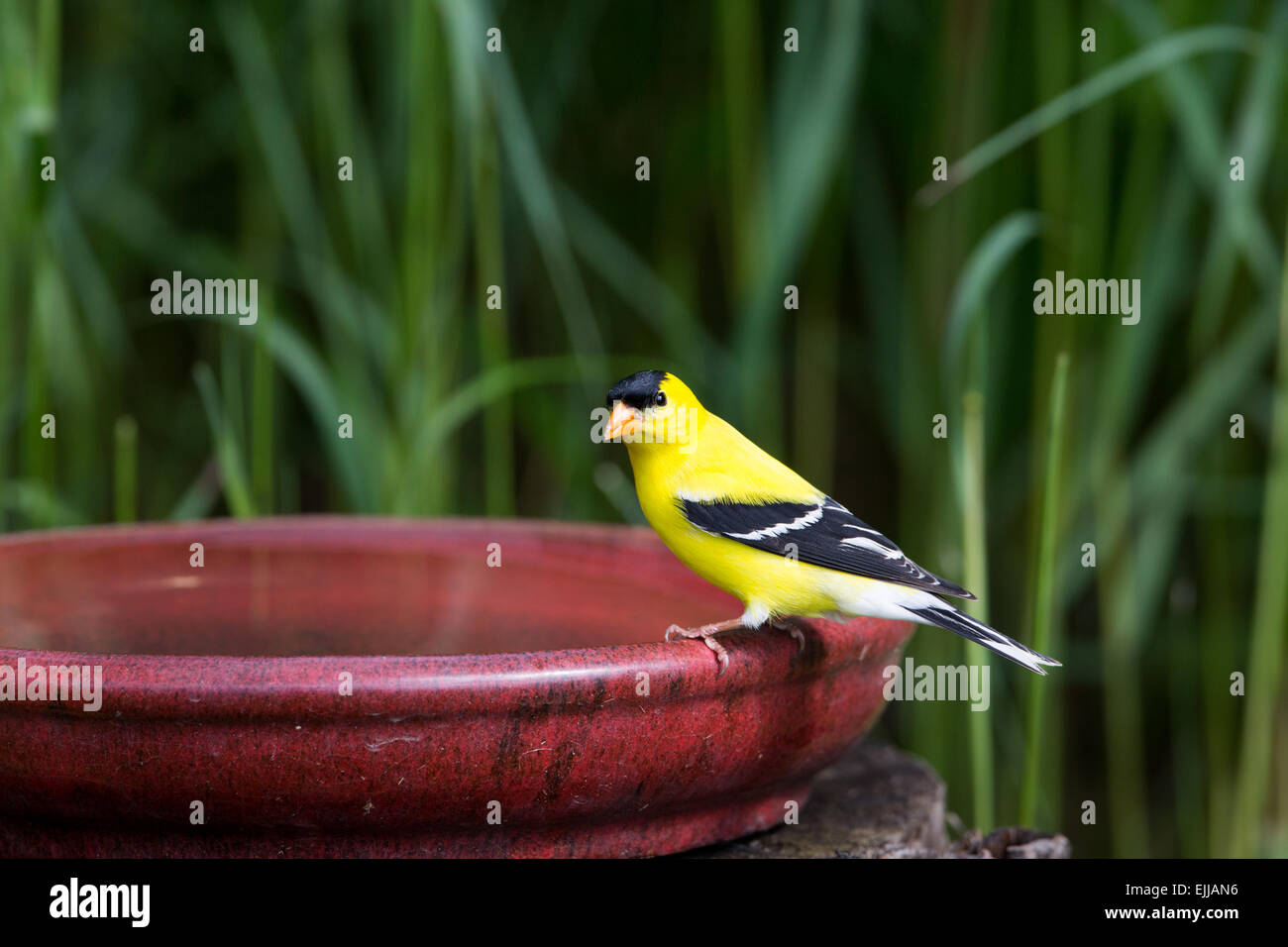 Male American goldfinch perched on a bird bath Stock Photo