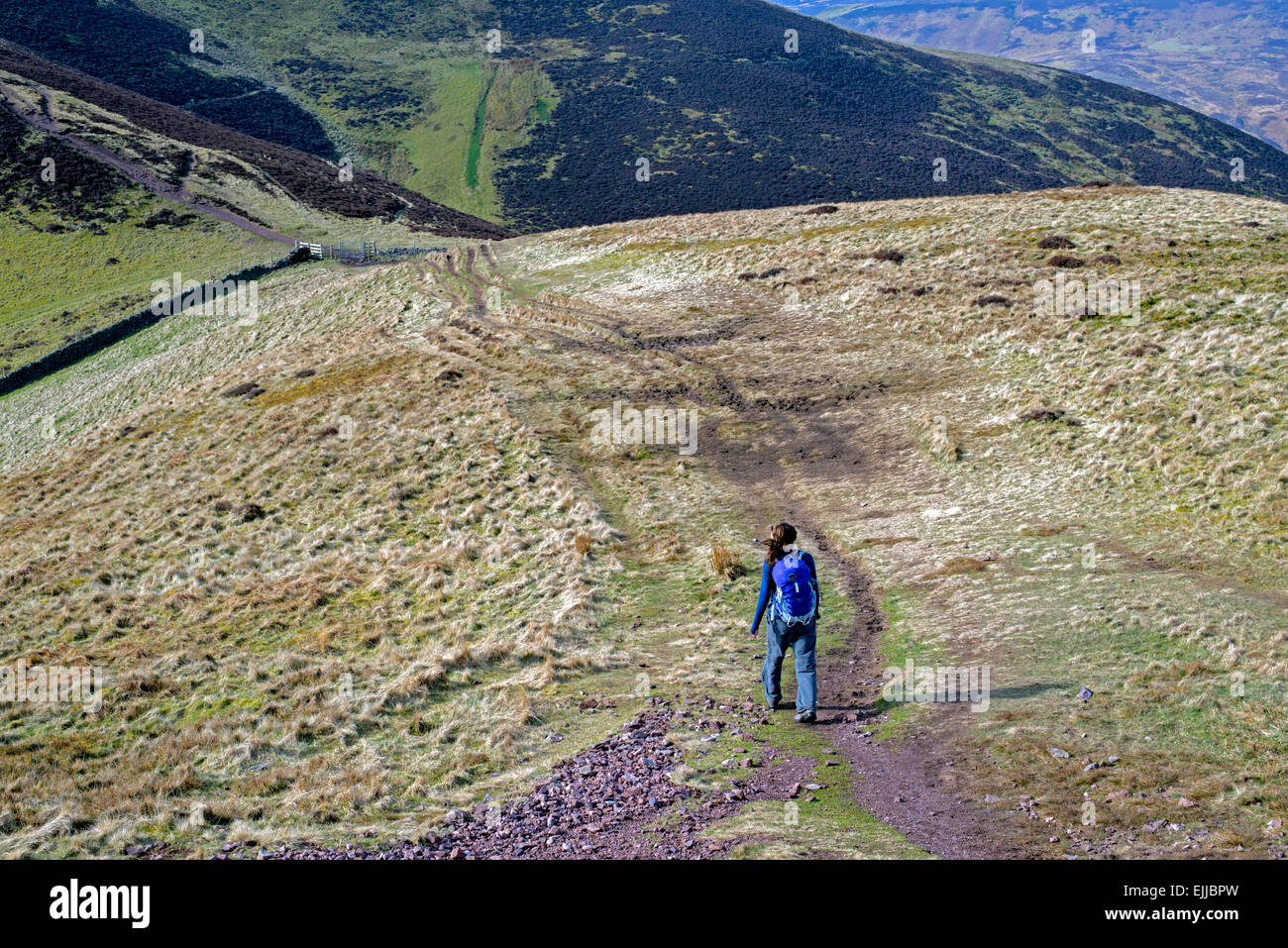 A young female walker on the Pentland Hills near Edinburgh - descending Carnethy Hill and heading on towards Scald Law. Stock Photo