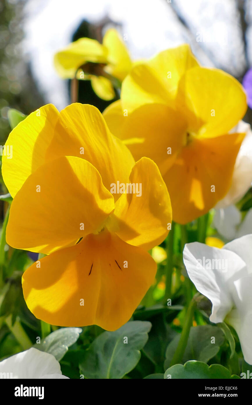 Flowering pansies in the spring Stock Photo