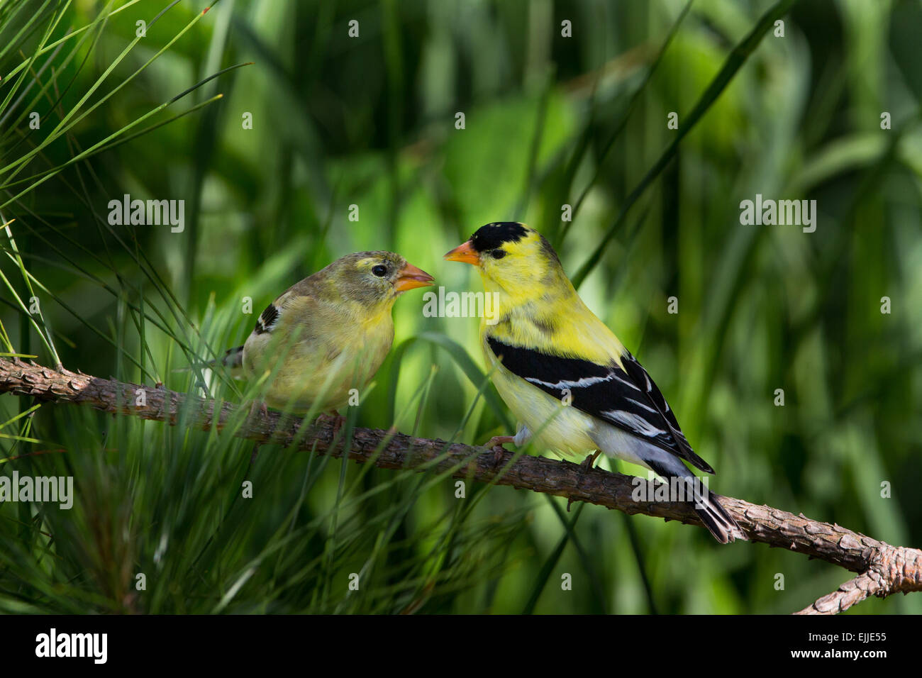 Female eastern goldfinch
