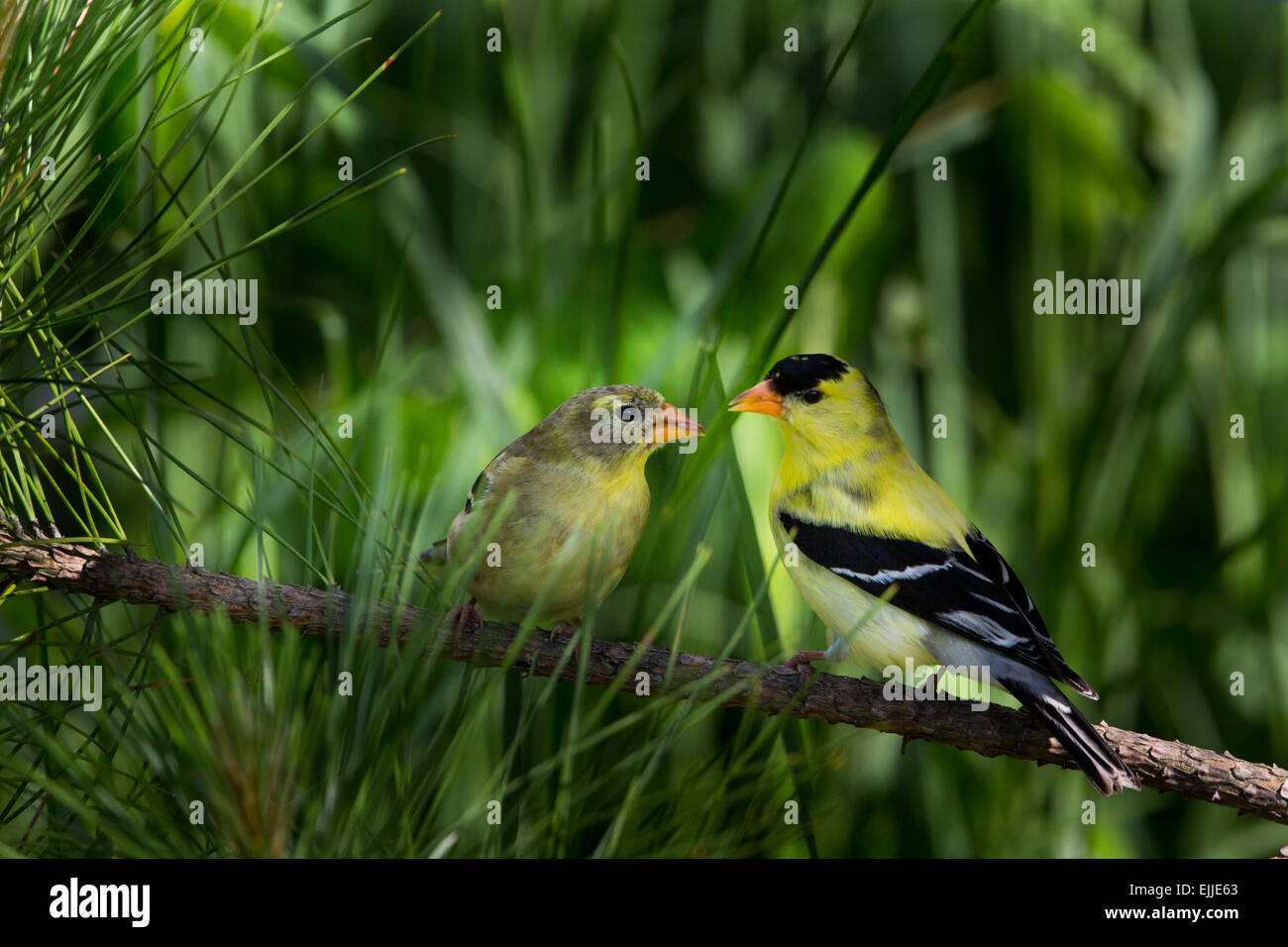Male and female American goldfinches Stock Photo - Alamy