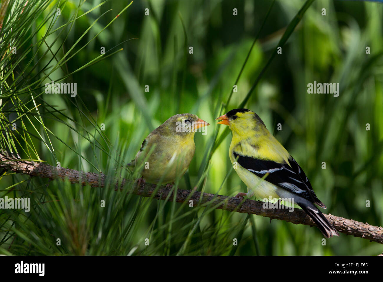 Male and female American goldfinches Stock Photo - Alamy