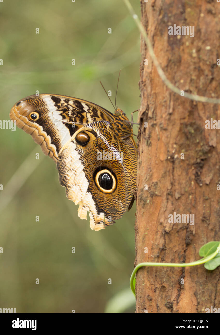 Great Owl butterfly, Costa Rica Stock Photo Alamy