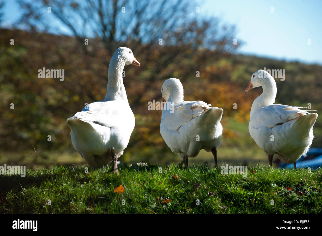 Geese (Anser anser domestica) Devon England Europe Stock Photo