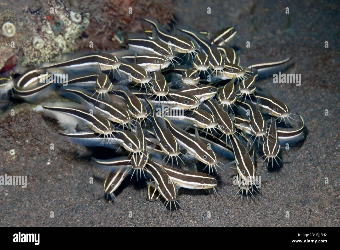 School of Marine Coral Catfish, Plotosus lineatus. Also known as Striped Catfish and Striped Eel Catfish. Tulamben, Bali Stock Photo