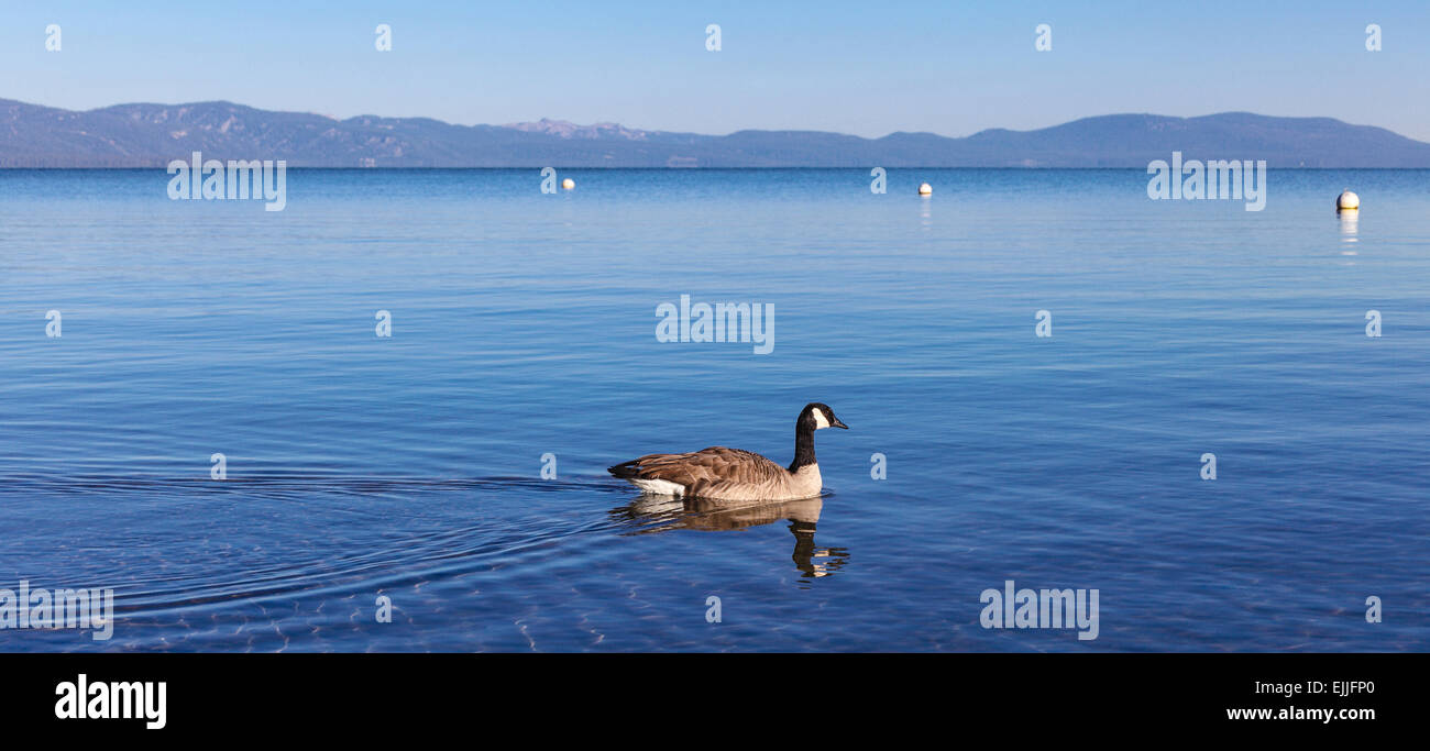Canada goose in Lake Tahoe Stock Photo